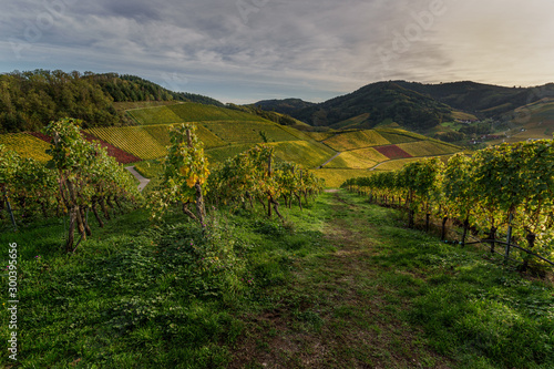 Vineyard in Durbach Germany in the BlackForest Mountains during sunset at golden hour 
