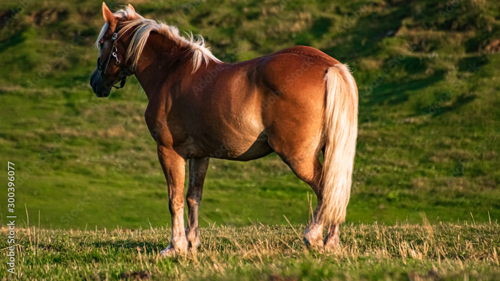Beautiful horse at the famous Seiser Alm, South Tyrol, Italy