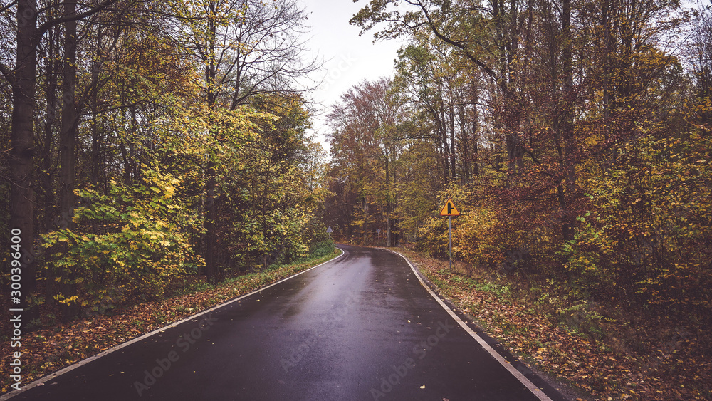 Obraz premium road in the forest