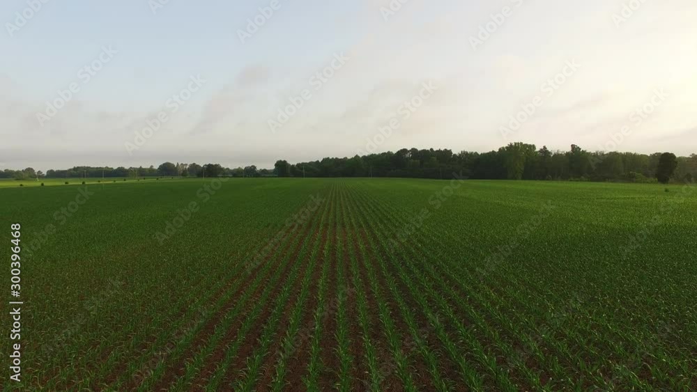 Open corn field in Virginia, wide aerial Open corn field in Virginia, wide aerial