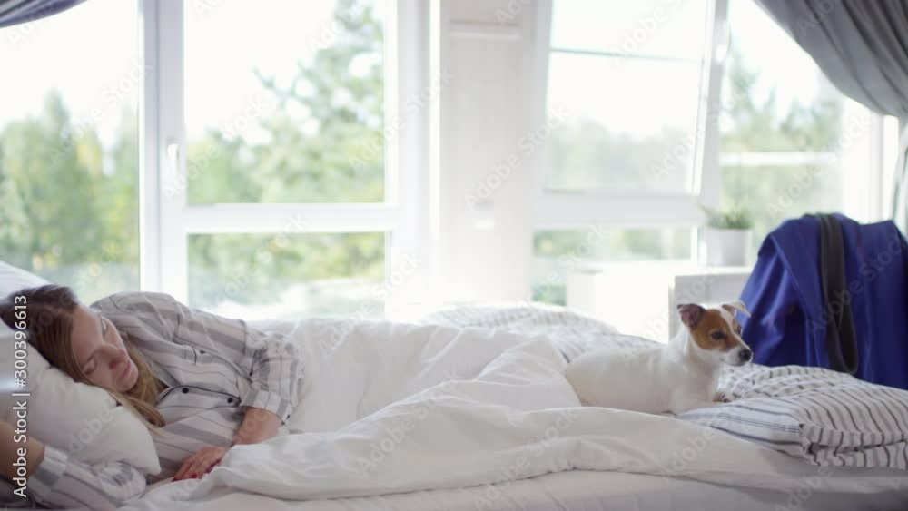 Tracking shot of peaceful woman in pajama sleeping in bed in morning. Cute Jack Russell Terrier dog lying at her feet and blue Brazilian jiu-jitsu gi with black belt hanging on chair Tracking shot of peaceful woman in pajama sleeping in bed in morning. Cute Jack Russell Terrier dog lying at her feet and blue Brazilian jiu-jitsu gi with black belt hanging on chair