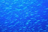 Blue background with large shoal of fish