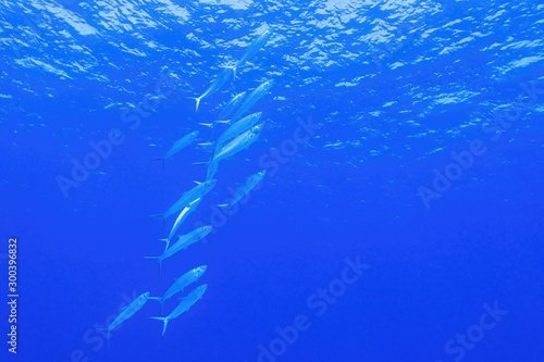 Blue background with shoal of milk fish