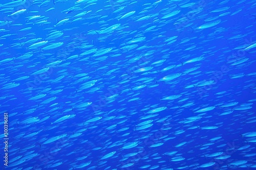 Blue background with large shoal of fish