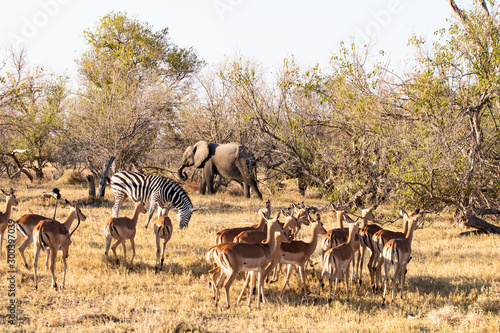 Savannah landscape with elephants  zebras and impala antelopes in the bush. African sunset landscape with wild animals during a game drive safari in Botswana. ecosystem with different animals together