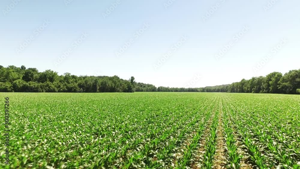 Sprouting corn field in Indiana, wide aerial Sprouting corn field in Indiana, wide aerial