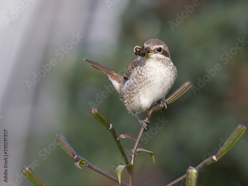 Red bascet shrike photo