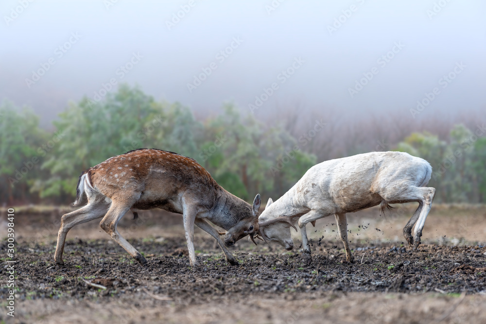 Two men deer fighting with horns for the female attention Two men deer fighting with horns for the female attention