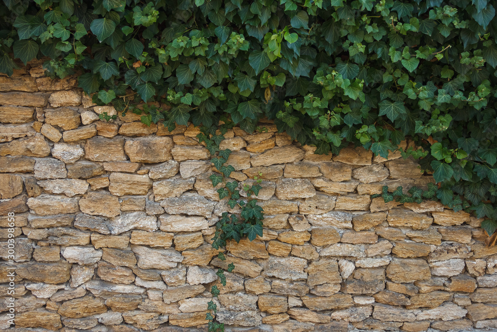 Green ivy grows on the wall of natural stones Green ivy grows on the wall of natural stones