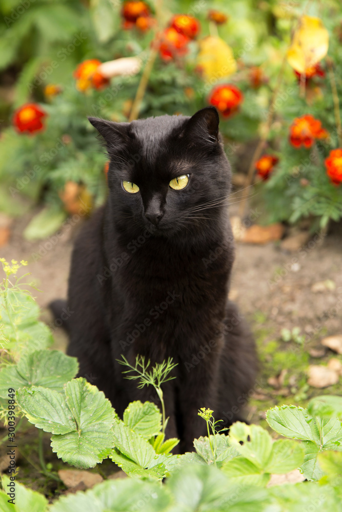 Cute bombay black sad cat sits in garden with flowers. Outdoors, nature	