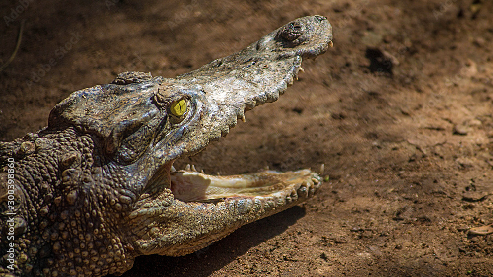 Fototapeta premium Crocodile