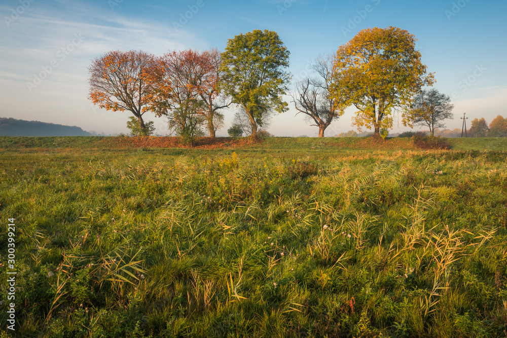 Fototapeta premium Autumn trees in Oborskie Meadows, Konstancin Jeziorna, Poland