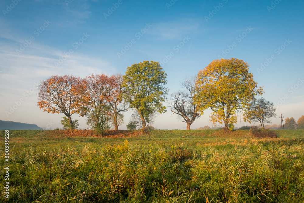 Autumn trees in Oborskie Meadows, Konstancin Jeziorna, Poland