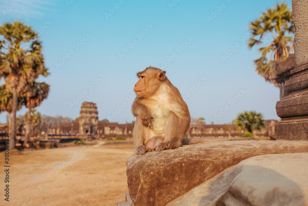 Macaque Monkey in Angkor Wat Temple in Cambodia