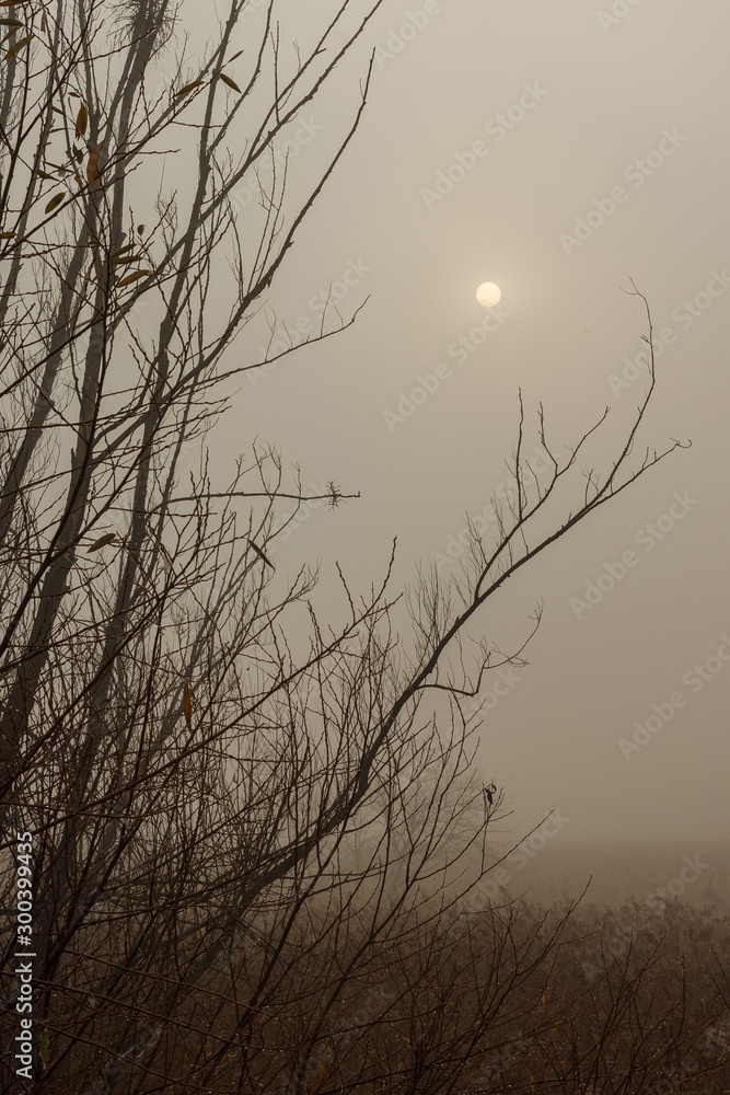 Obraz premium Sunrise over swamp in thick fog. Foggy dawn. Autumn landscape