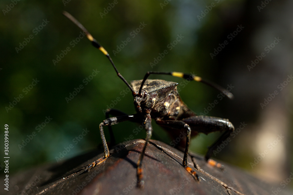 Fototapeta premium closeup of a hemiptera