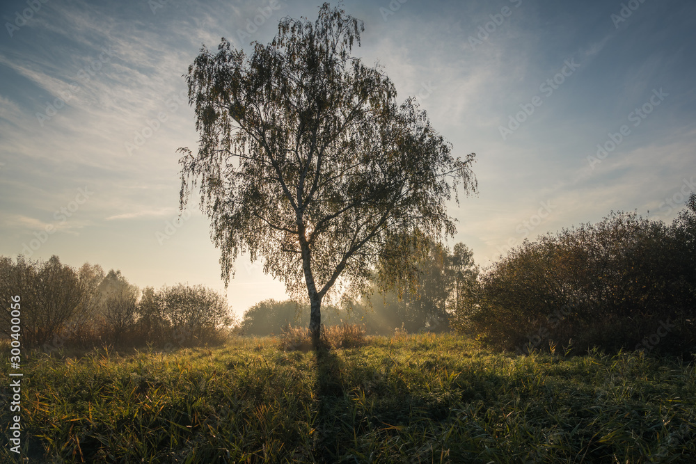 Morning in Oborskie Meadows, Konstancin Jeziorna, Poland