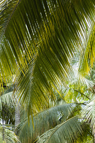 Palm tree forest in Tayrona...