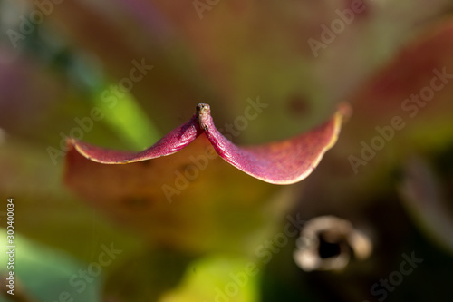 closeup of a bromeliad