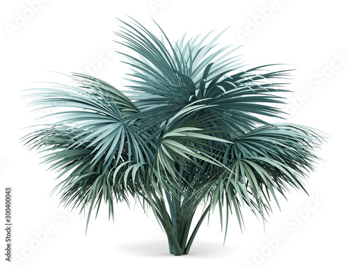 silver fan palm tree isolated on white background © Tiler84