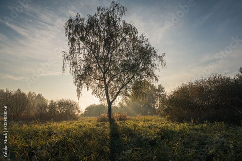 Morning in Oborskie Meadows, Konstancin Jeziorna, Poland