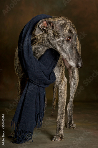 Portrait of the brindle colored greyhound with a black scarf