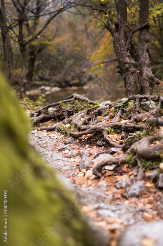 Tree roots with fallen autu...