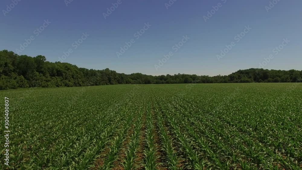 Rows of growing corn in Indiana, wide aerial Rows of growing corn in Indiana, wide aerial
