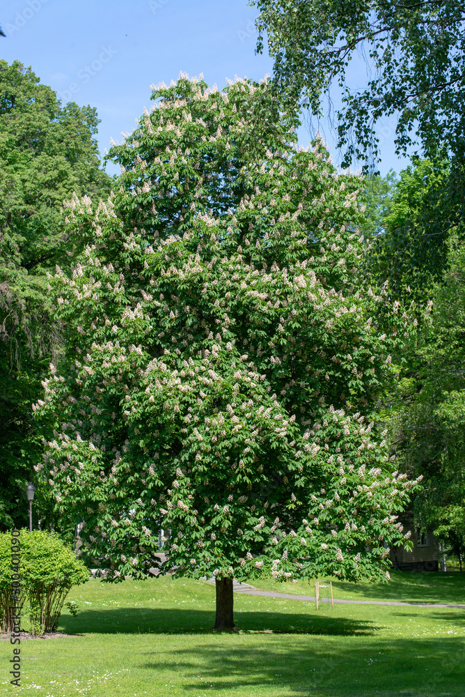 Scenic view of the park in the center of the big city in the spring. In the atmosphere of natural light Scenic view of the park in the center of the big city in the spring. In the atmosphere of natural light