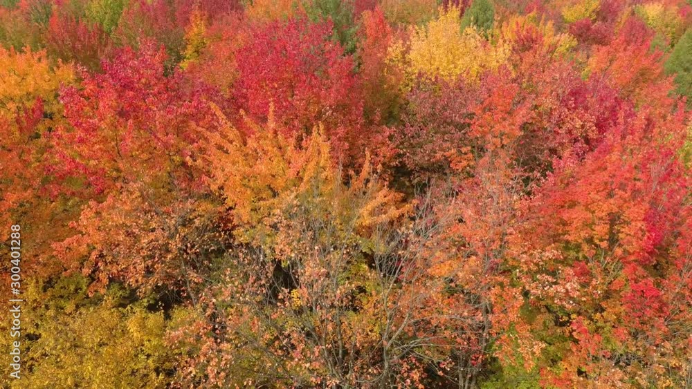 Beautiful bright orange trees turning red in fall in North America Beautiful bright orange trees turning red in fall in North America