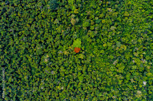 amazon forest river iquitos peru photo