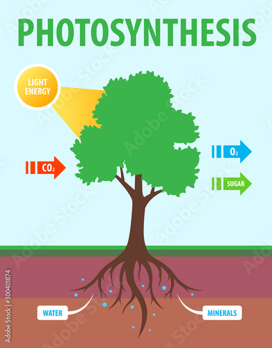 scheme of photosynthesis of a tree. conversion of carbon dioxide to oxygen. Flat vector teaching illustration.