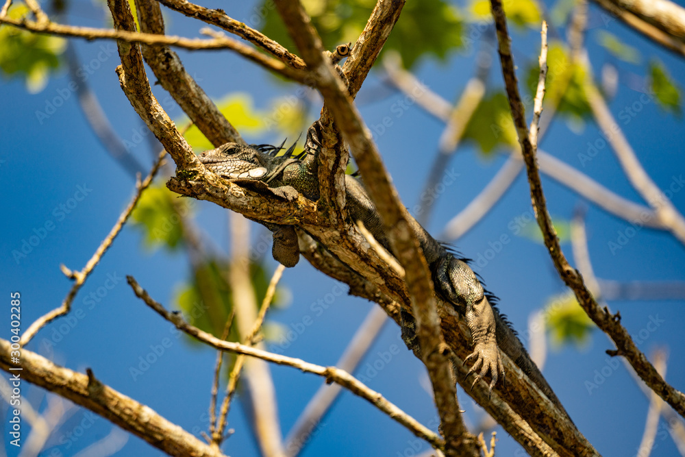 amazon forest river iquitos peru iguana amazon forest river iquitos peru iguana
