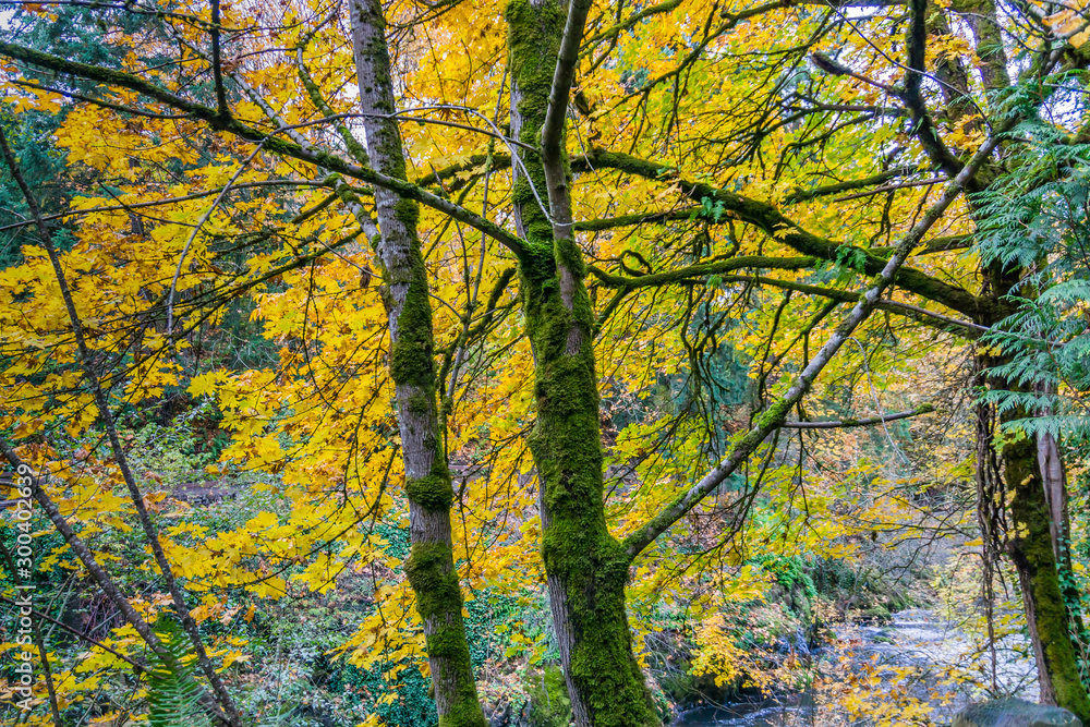 Tumwater Falls Park Leaves And River 3 Tumwater Falls Park Leaves And River 3
