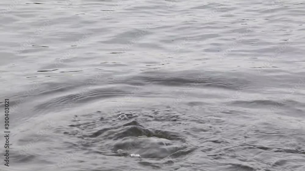 Swans, mandarin ducks and seaguls in a lake Swans, mandarin ducks and seaguls in a lake