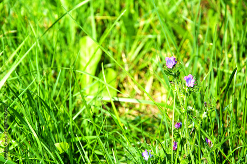 Bright green grass with little blue flowers background on sunny spring or summer day. Beauty of natural. Texture of natural grass cover. Environment concept.
