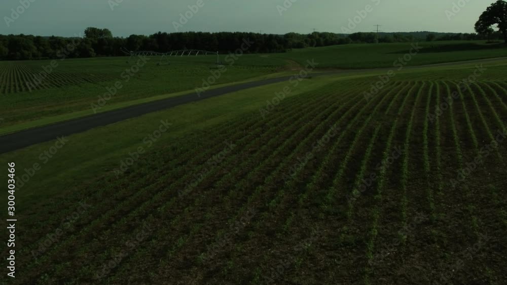 Corn field in Illinois farmland, wide aerial Corn field in Illinois farmland, wide aerial