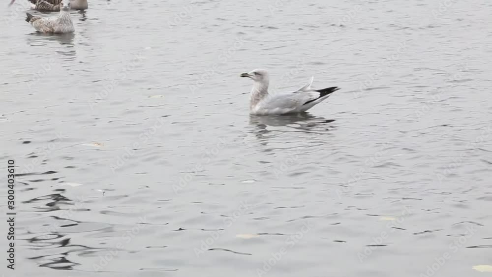 Swans, mandarin ducks and seaguls in a lake Swans, mandarin ducks and seaguls in a lake