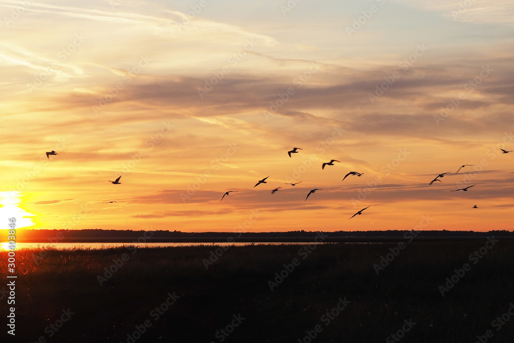 Fototapeta premium Dawn on the lake in the summer. Sun rays, silhouettes of flying birds and beautiful clouds...