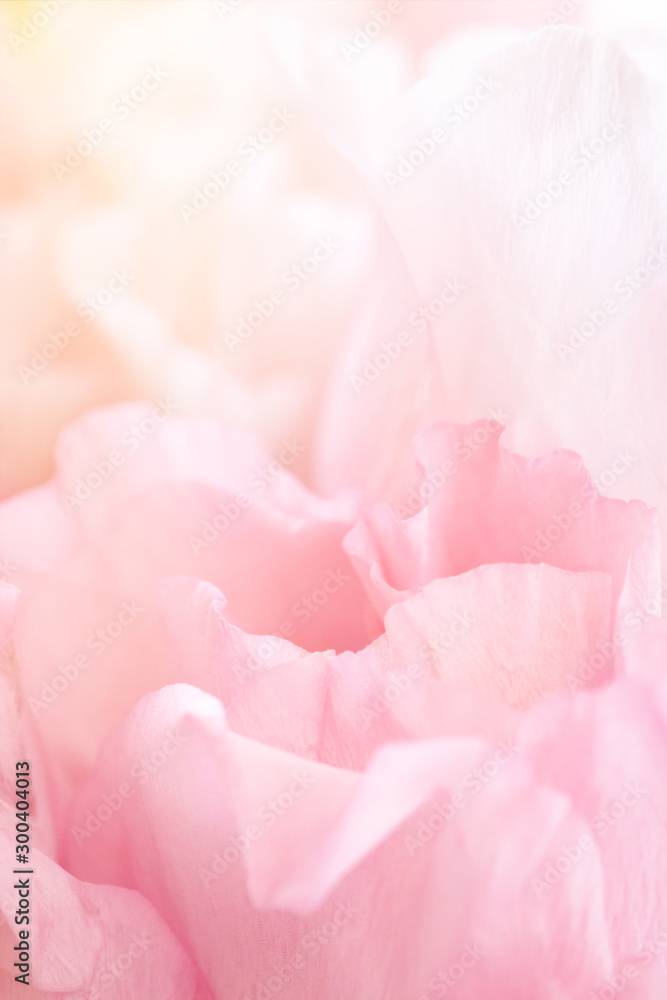 Closeup view of pink eustoma flower. Soft pastel wedding background.