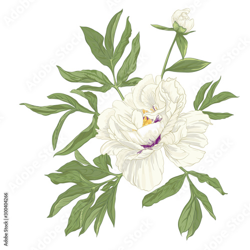 Peony flower. Element for design. Colored vector illustration. In botanical style Isolated on white background..