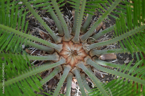 Geometrie della natura