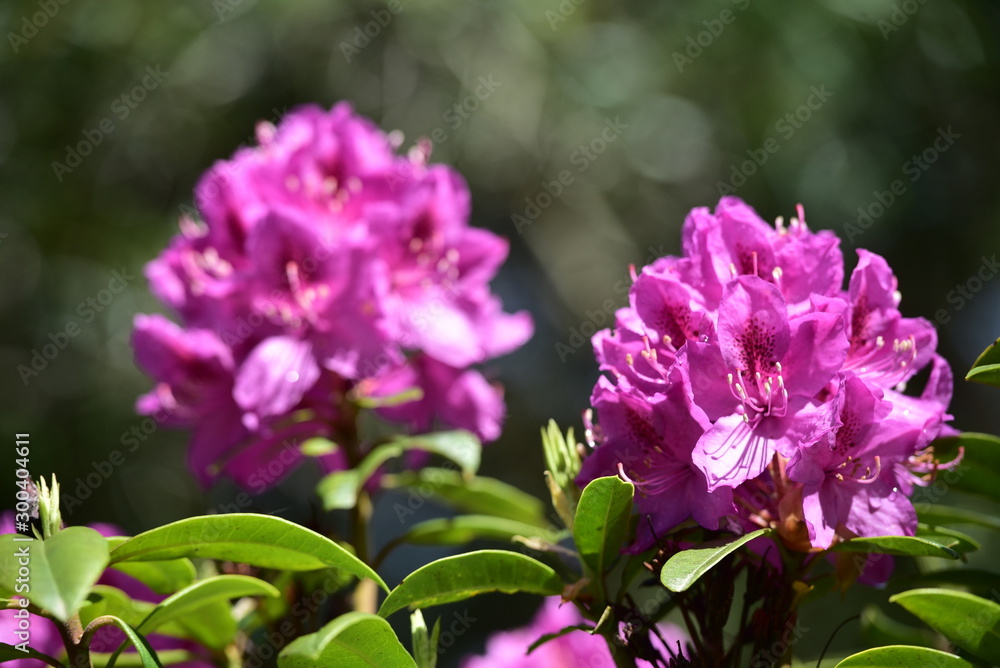 Rhododendron blooms