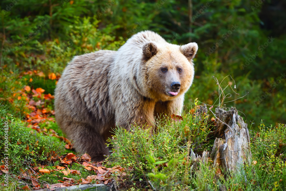 Young european brown bear in the authumn forest Young european brown bear in the authumn forest