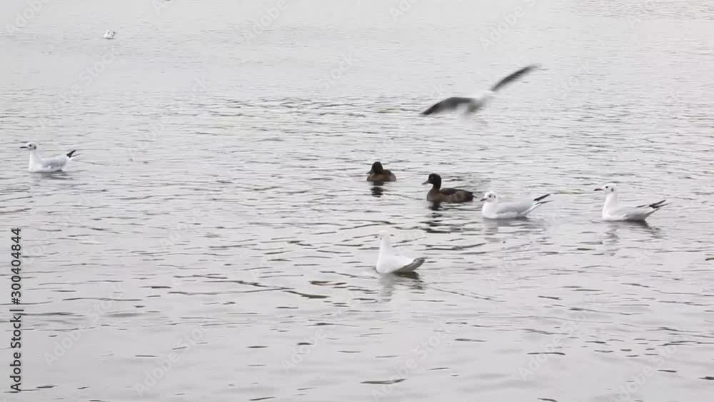 Swans, mandarin ducks and seaguls in a lake Swans, mandarin ducks and seaguls in a lake
