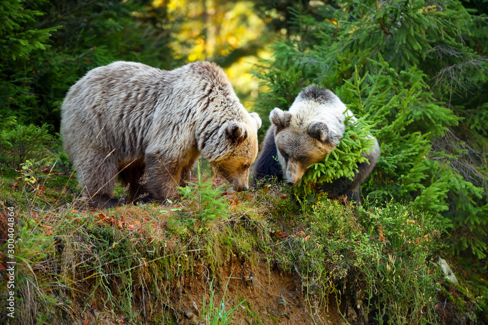 Fototapeta premium Two young brown bears in the authumn forest
