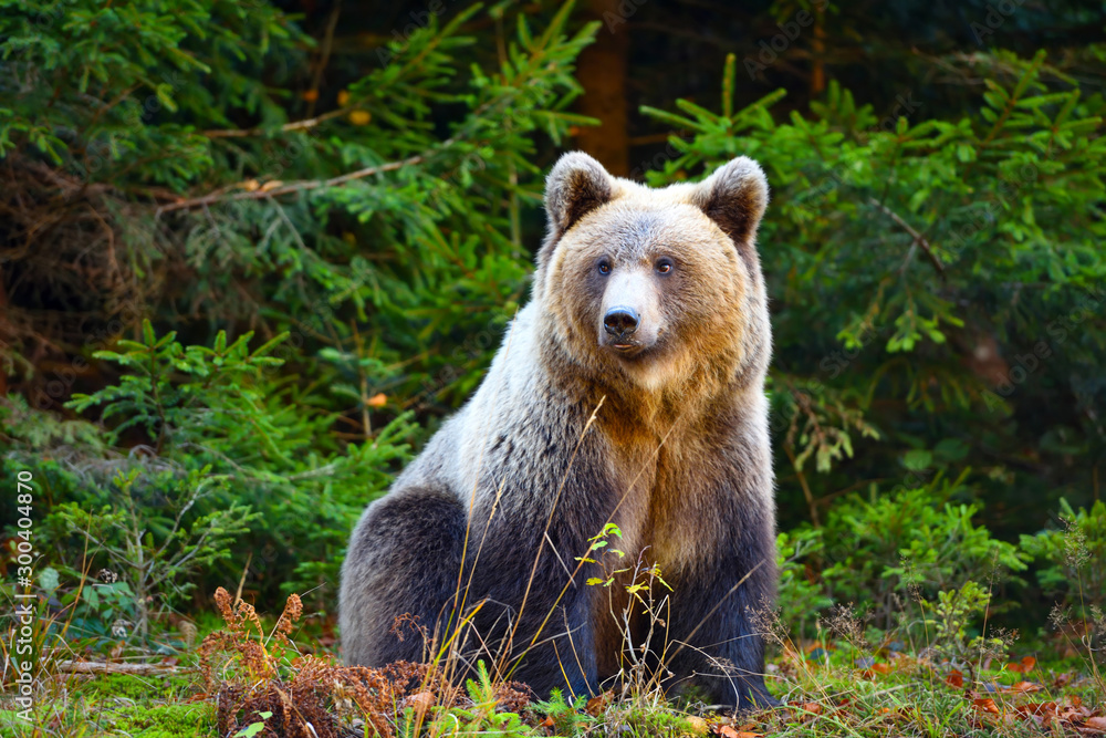 Young european brown bear in the authumn forest