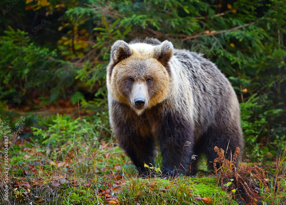 Young european brown bear in the authumn forest Young european brown bear in the authumn forest