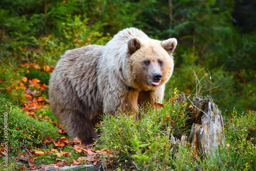 Young european brown bear in the authumn forest