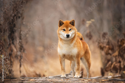 Beautiful and happy shiba inu dog standing on the wooden bridge in the forest. Adorable Red shiba inu female dog in fall